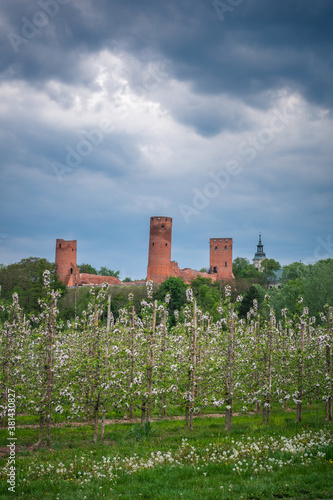 Obraz na płótnie Castle and blooming apple trees in Czersk, Poland w salonie