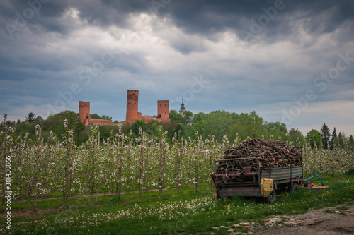 Obraz na płótnie Castle and blooming apple trees in Czersk, Poland w salonie