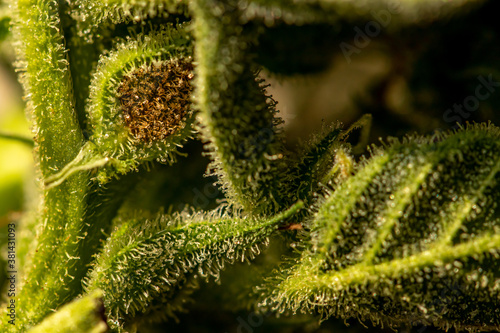 Close up crystals on cannabis leaf