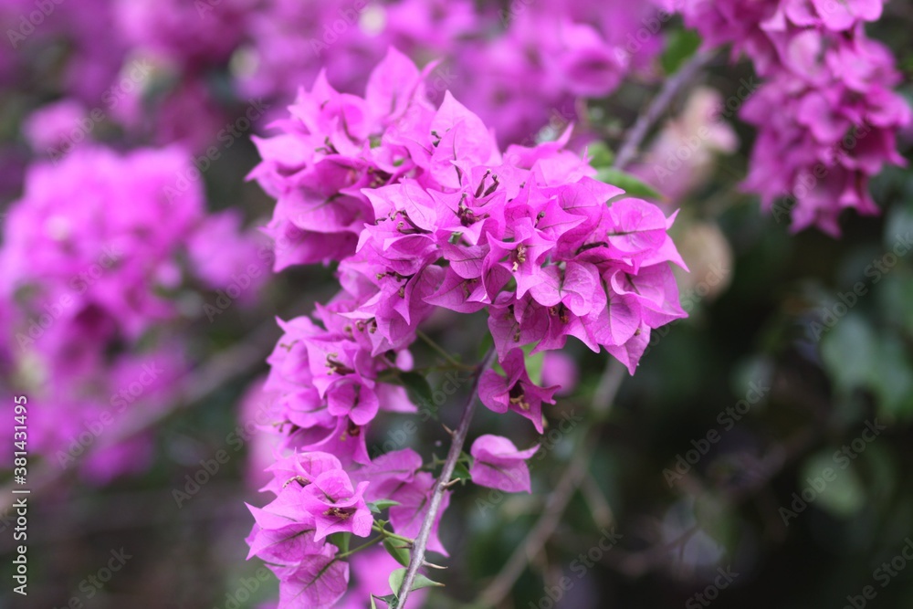 Beautiful pink flowers in the garden