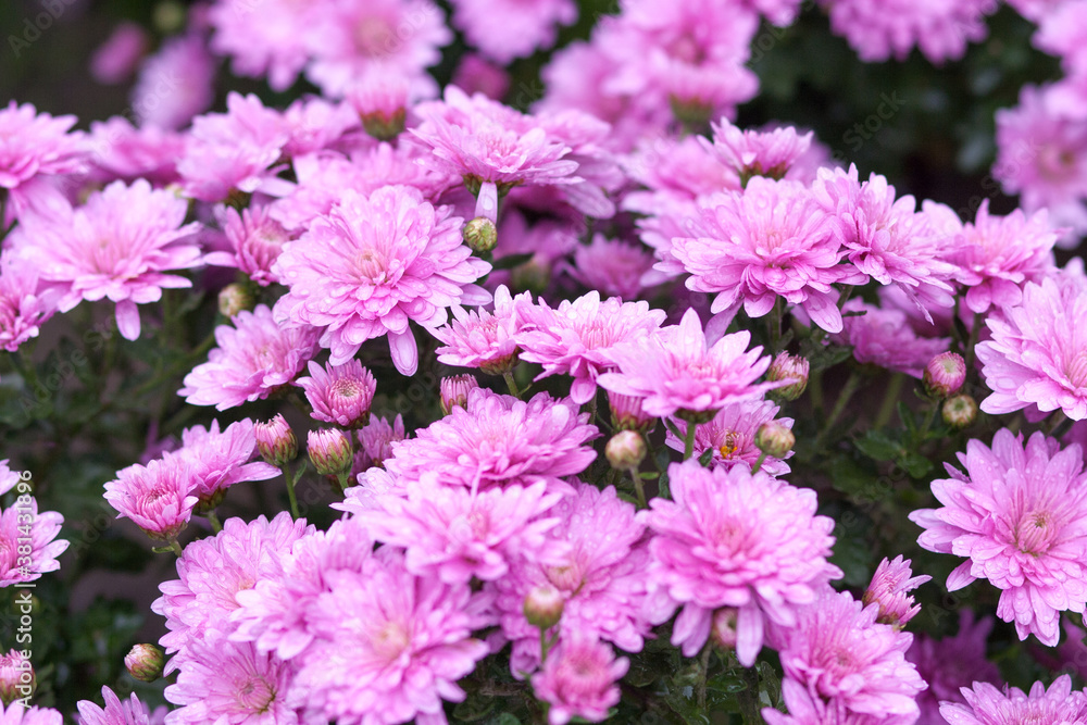 Close up of violet flower of chrysanthemums