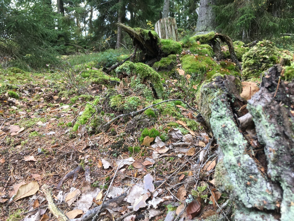 Obraz premium moss on the tree