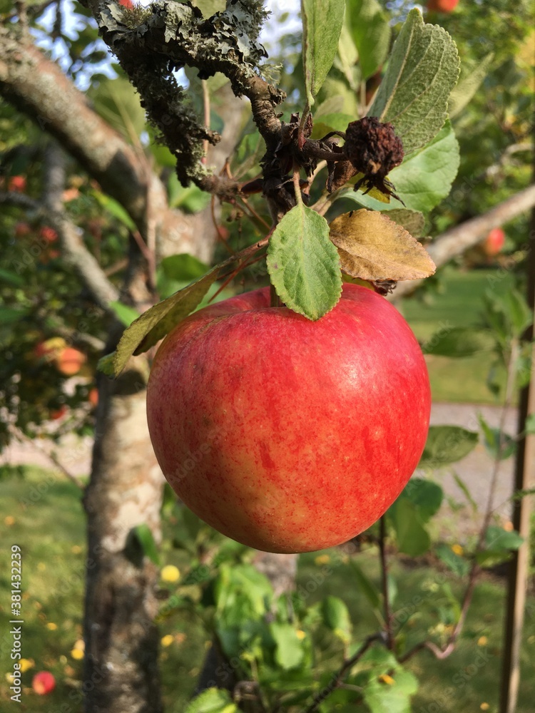 apples on tree apples on tree