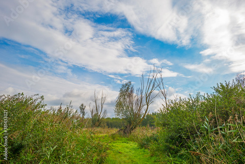 The edge of a lake in a green grassy field in sunlight under a blue cloudy sky in autumn  Almere  Flevoland  The Netherlands  September 27  2020