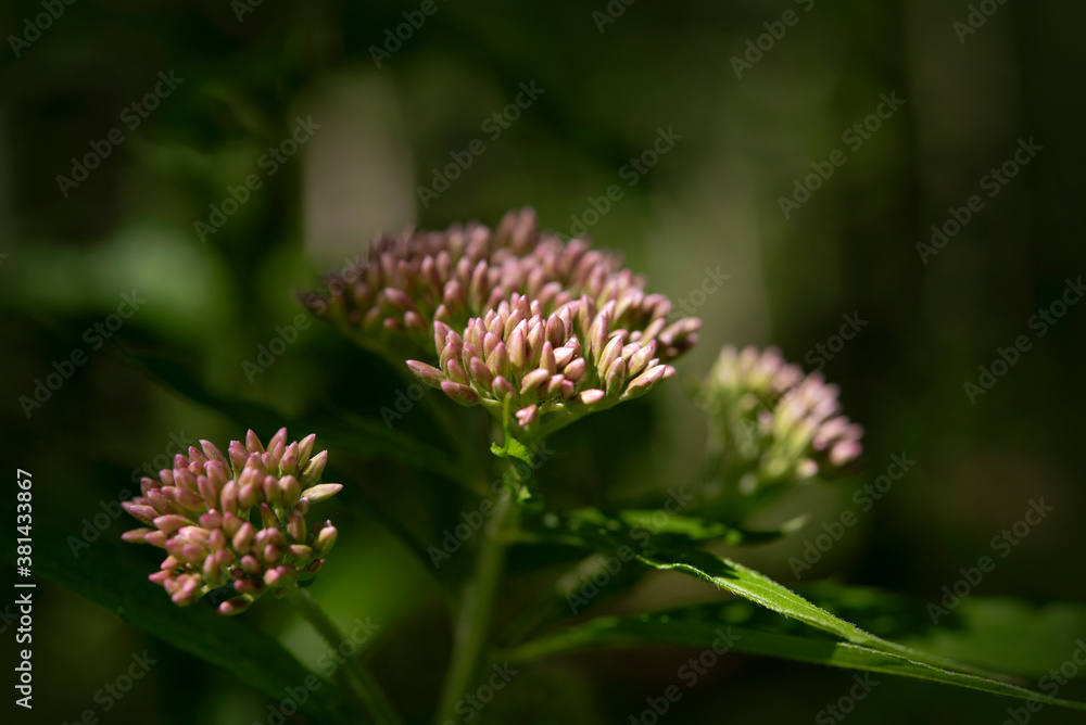 Red milkweed flowers blooming in the garden Red milkweed flowers blooming in the garden