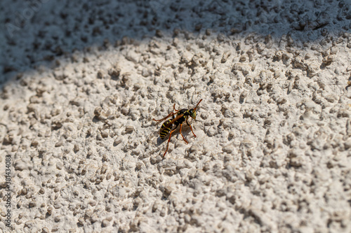 Close up shot of wasp on wall