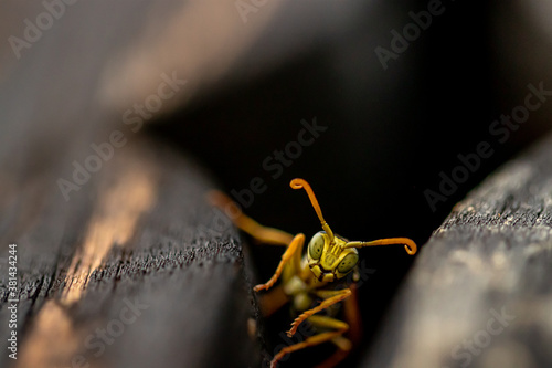 Close up shot of wasp on balcony
