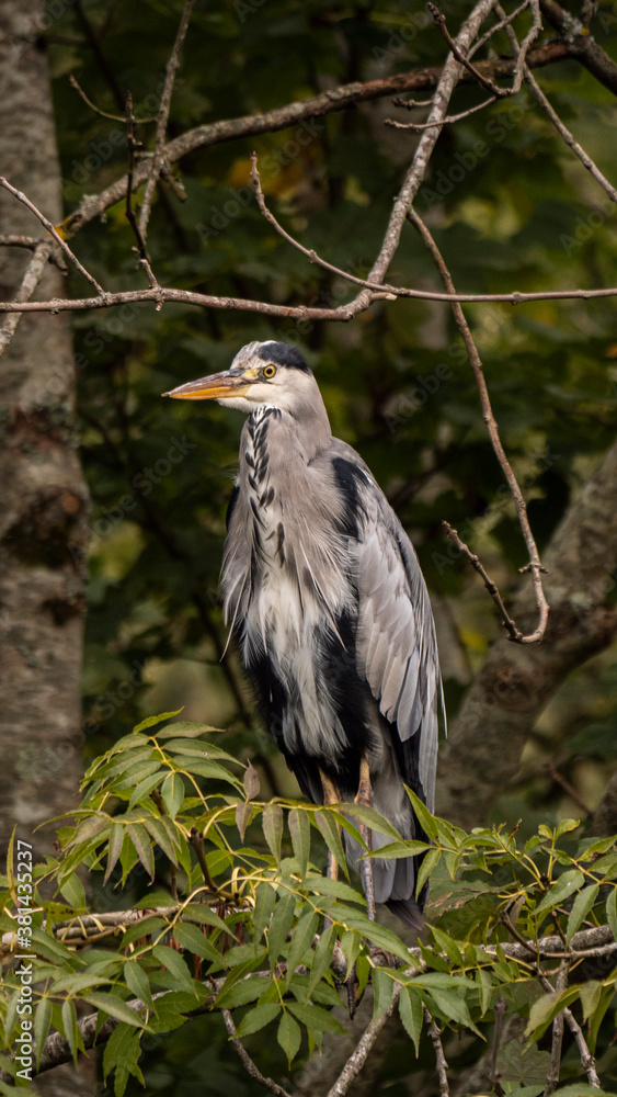 Fototapeta premium Grey Heron standing on tree branch