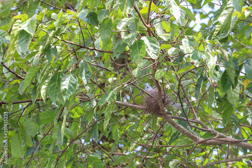 The bird is dove in dry nest on tree in nature garden at thailand