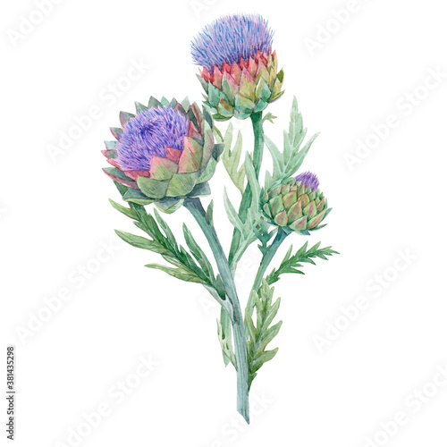 Beautiful floral painting with watercolor gentle blue blooming artichoke flowers. Stock illustration. photo