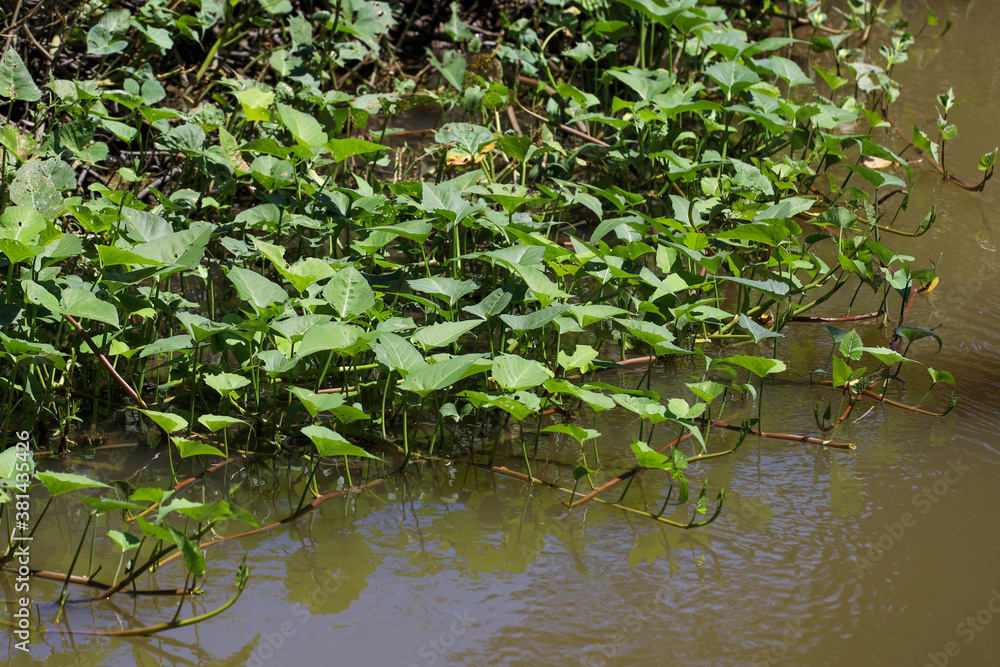 The vegetable is morning glory on nature river at thailand The vegetable is morning glory on nature river at thailand