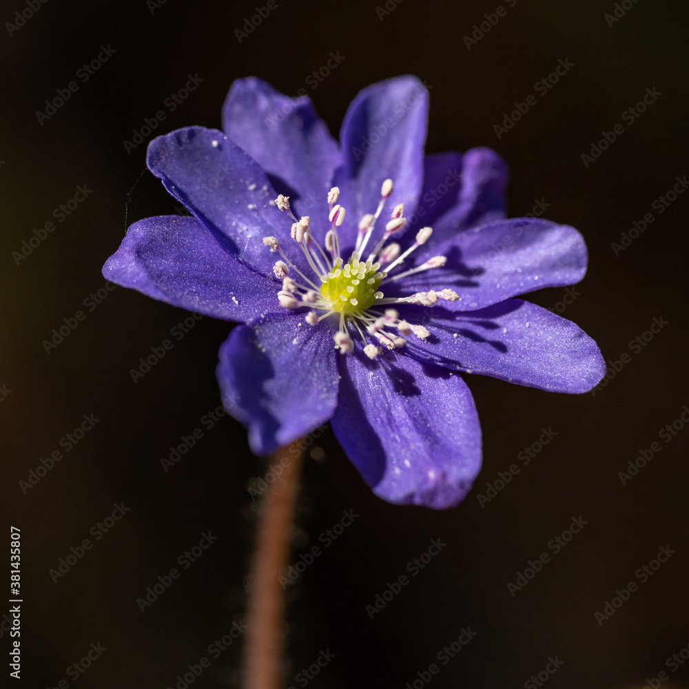 violet flower of common hepatica, liverwort, kidneywort or pennywort (Anemone hepatica or Hepatica nobilis) violet flower of common hepatica, liverwort, kidneywort or pennywort (Anemone hepatica or Hepatica nobilis)