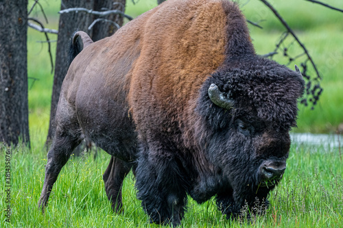 Foto American Bison (Bison bison), Yellowstone National Park