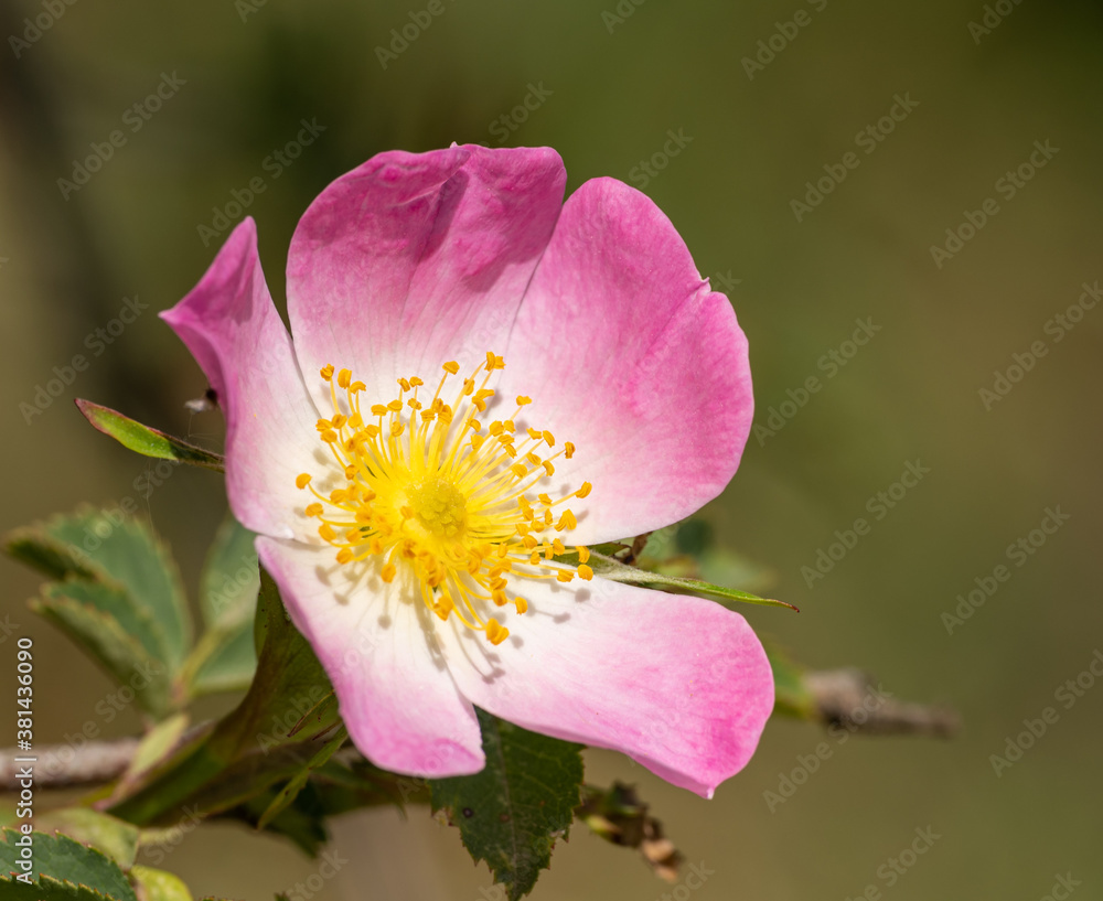 wild dog rose (Rosa canina) flower