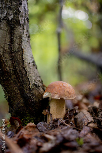 White mushroom in the forest. A mushroom with a brown cap.Boletus. Mushroom