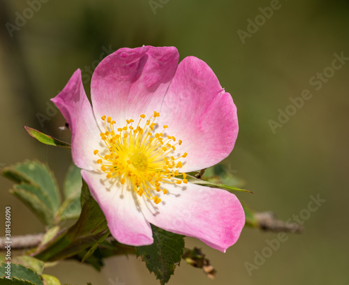 wild dog rose  Rosa canina  flower