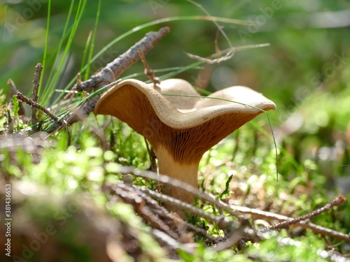 ein Kahler Krempling (Paxillus involutus) auf einer Lichtung im Nadelwald
