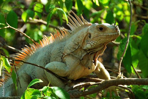 Iguana w naturalnym   rodowisku na jednej z karaibskich wysepek Grenadyny