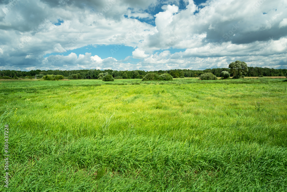 Fototapeta premium High green grass on the meadow and clouds on the sky