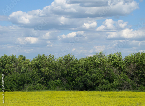 Field of buckwheat