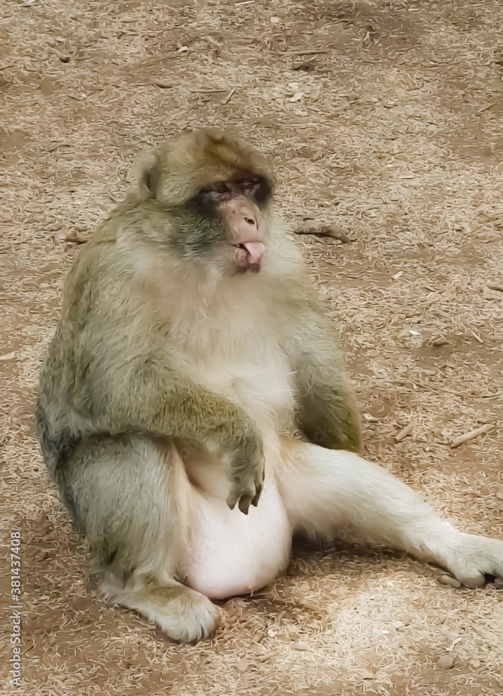 Fototapeta premium A monkey laughs, the monkey jokes 
