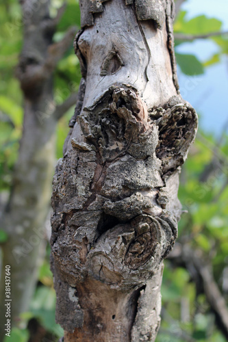 Tronco nodoso e pareidolia di faccia mostruosa photo