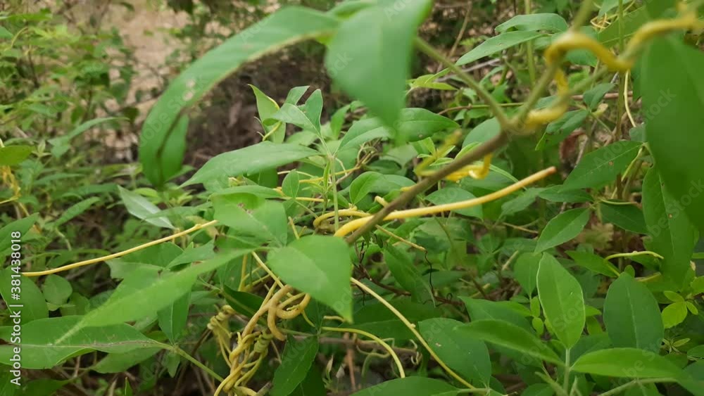 Cuscuta(Dodder)is a genus of over 200 species of yellow, orange,or red parasitic plants.Dodder can be identified by its thin stems appearing leafless,with the leaves reduced to minute scales. Amarbel. Cuscuta(Dodder)is a genus of over 200 species of yellow, orange,or red parasitic plants.Dodder can be identified by its thin stems appearing leafless,with the leaves reduced to minute scales. Amarbel.