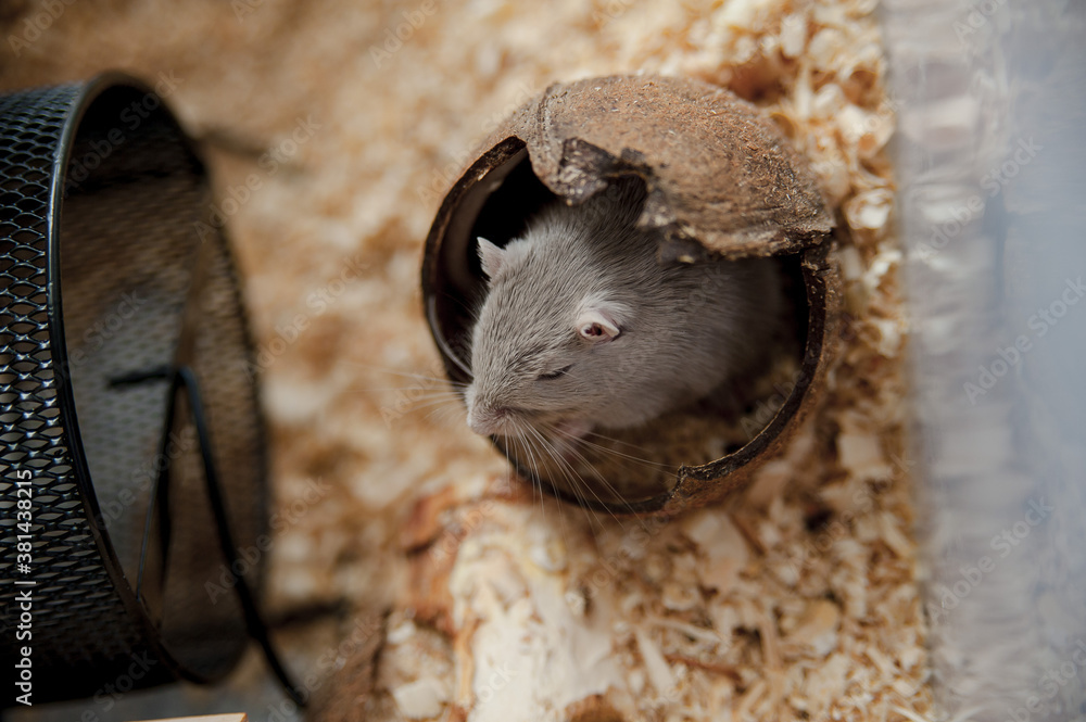 Obraz premium sandstone mouse in wood sawdust and in coconut shell
