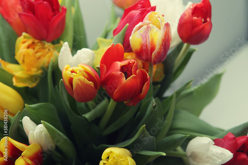 bouquet of the fresh tulips