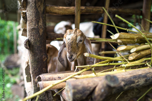 baby goat in the farm eating green grass, domestic animal portrait. Selective focus, film grain © Lesia Povkh