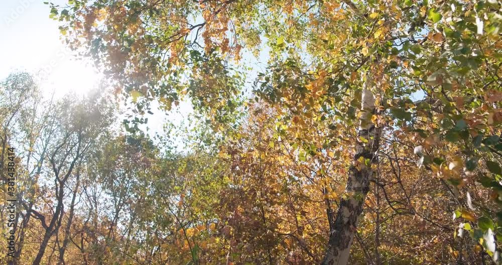 the wind ripples and tears off the colorful birch leaves the wind ripples and tears off the colorful birch leaves