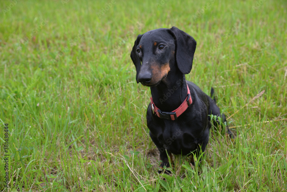 Black and tan dachshund in meadow on sunny day Black and tan dachshund in meadow on sunny day