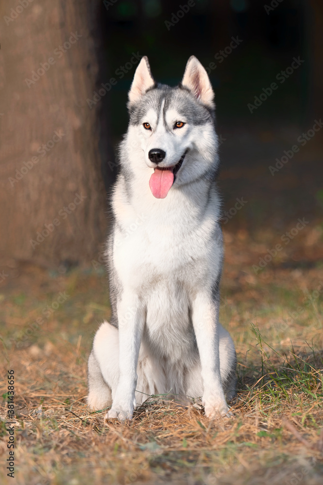 A young Siberian Husky female is sitting at the park. She has brown eyes and blue & white fur; the sun shines on her. Dried grass is around the dog, and a big tree trunk is in the background. A young Siberian Husky female is sitting at the park. She has brown eyes and blue & white fur; the sun shines on her. Dried grass is around the dog, and a big tree trunk is in the background.
