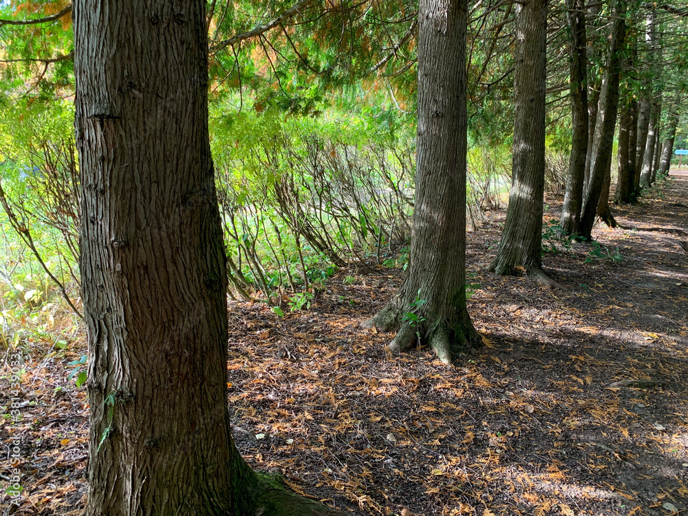 Autumn forest. A picturesque alley in the Park in the autumn season. Fallen yellow leaves under the trees. Indian summer in autumn. Autumn forest. A picturesque alley in the Park in the autumn season. Fallen yellow leaves under the trees. Indian summer in autumn.