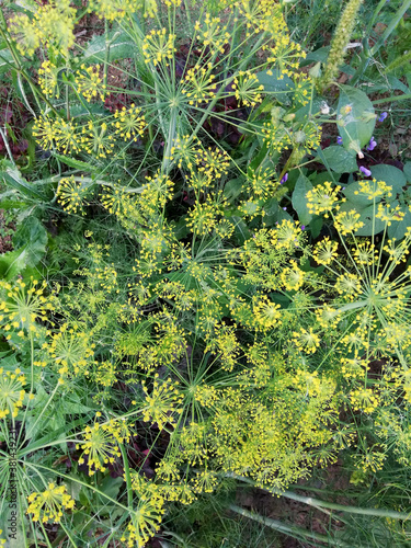 dill plant with thin green leaves and small yellow flowers in garden flowerbed. 