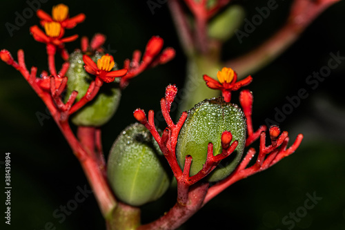 Buddha Belly Plant photo