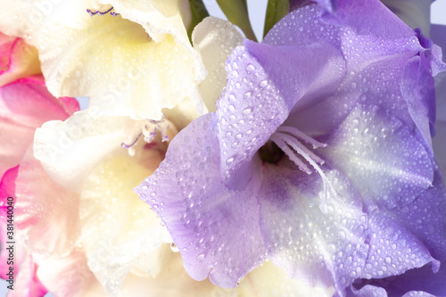 Carta da parati Beautiful gladioli (Gladiolus) in water drops, close-up