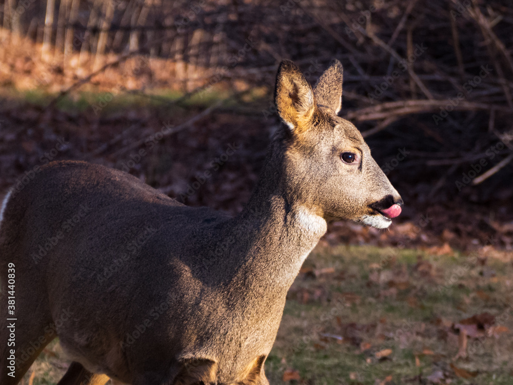 Fototapeta premium Roe deer on a field