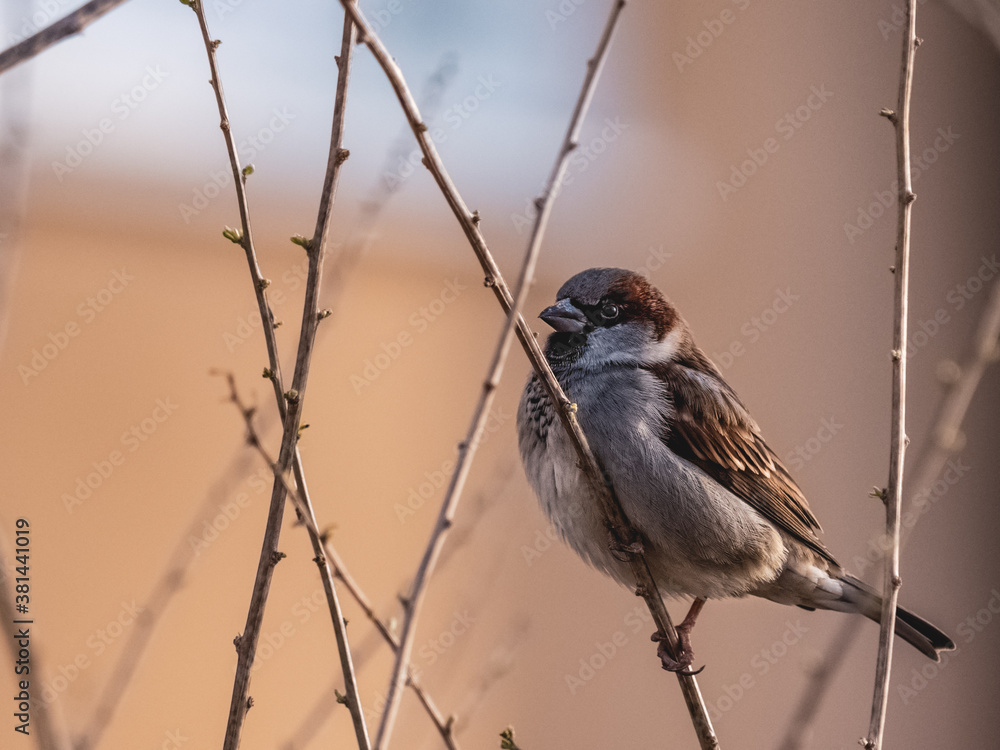 Naklejka premium House Sparrow perching on a branch