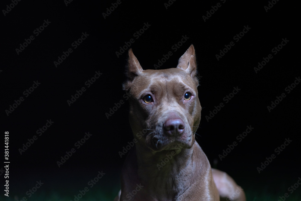Sad good American Pit Bull Terrier outdoors at night.