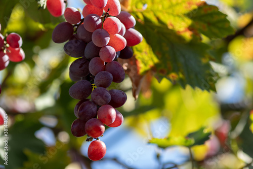 A beautiful bunch of ripe red grapes illuminated by bright sunbeams against a background of green leaves and a blue sky. Close-up with blurred background.