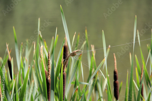 touffe de joncs photo