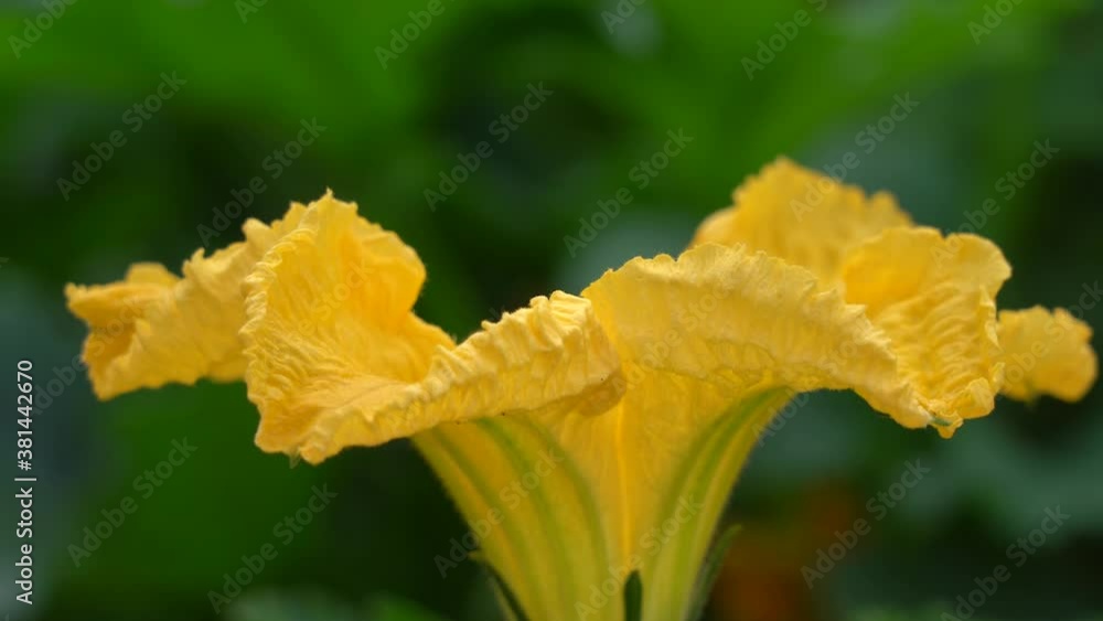 Yellow pumpkin flower in the garden. Dolly out Yellow pumpkin flower in the garden. Dolly out