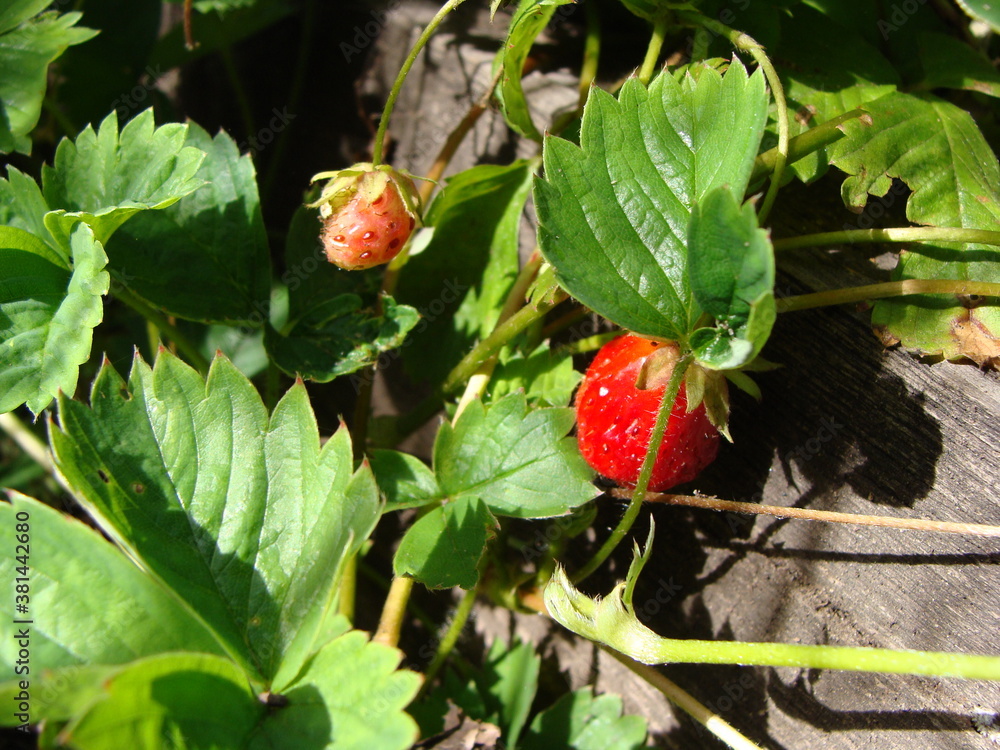 strawberry in the garden strawberry in the garden