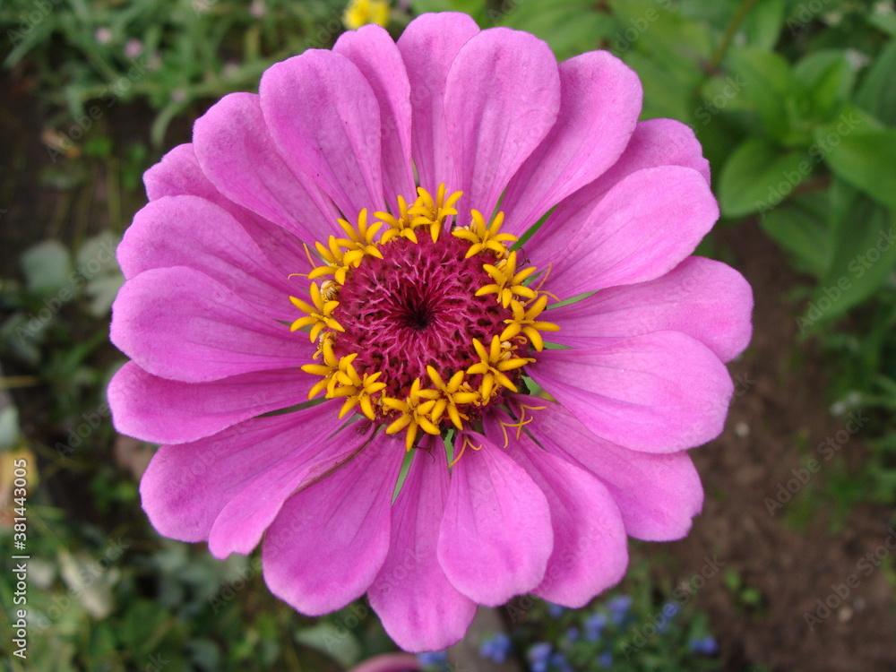 Obraz premium pink and yellow flower