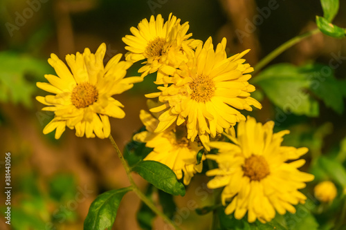 Heliopsis yellow close-up. Yellow blooming flowers in the garden in summer  bright petals and green leaves close-up on a Sunny day. Beautiful background of yellow flowers