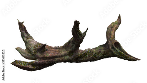 driftwood, dry tree branch with moss and barnacle isolated on white background © dottedyeti
