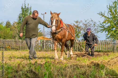 Men plow a potato field for harvesting with a horse and plow on a Sunny day. Potato field harvesting