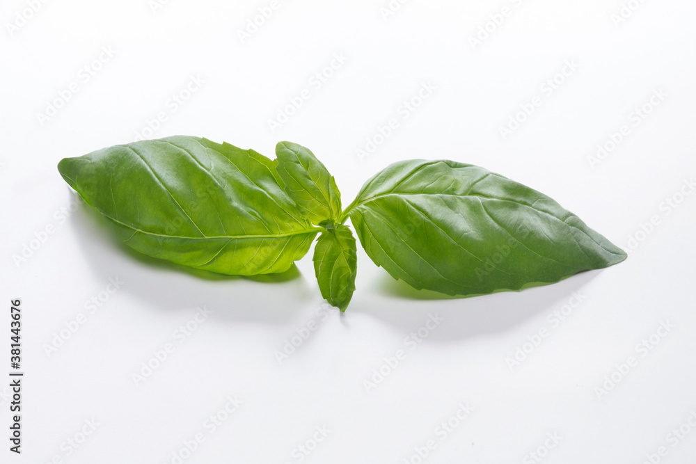basil leaves isolated on white background basil leaves isolated on white background