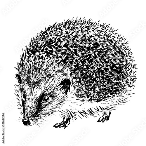 Hedgehog hand-drawn with black ink and brush. Isolated on white